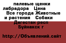 палевые щенки лабрадора › Цена ­ 30 000 - Все города Животные и растения » Собаки   . Дагестан респ.,Буйнакск г.